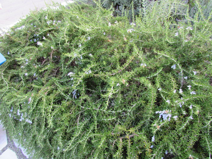 IMG_0519 - Makryammos Bungalows Thassos Grecia