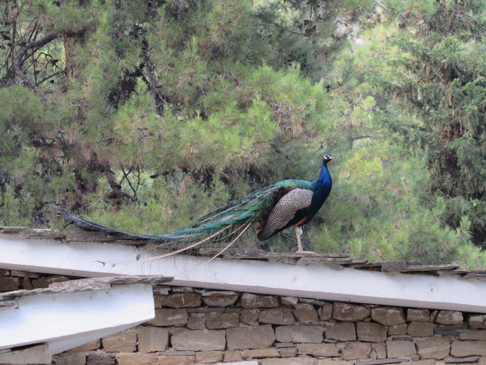 Smaranditza ce-i mai pandea - Makryammos Bungalows Thassos Grecia