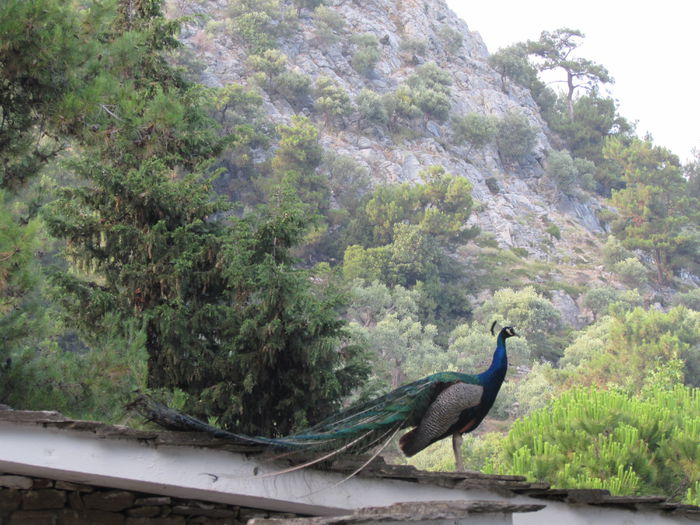 sa le smulga o pana din coada... - Makryammos Bungalows Thassos Grecia