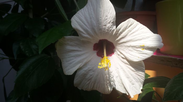 20150719_103723 - Flori 2015