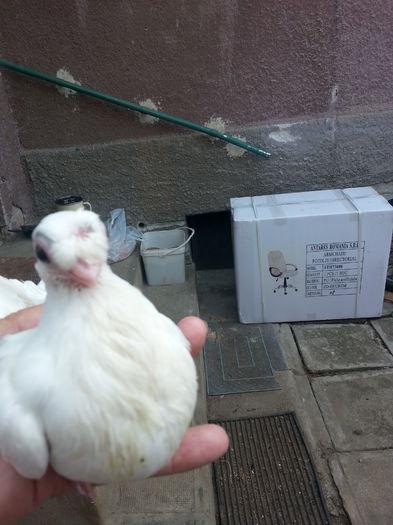 20150718_094350 - jucatori de balti