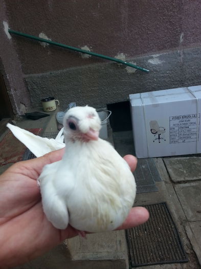 20150718_094352 - jucatori de balti