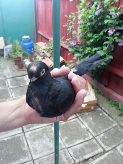 20150718_092444 - jucatori de balti