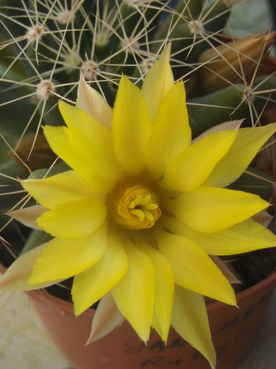  - 0 Zambetul florilor