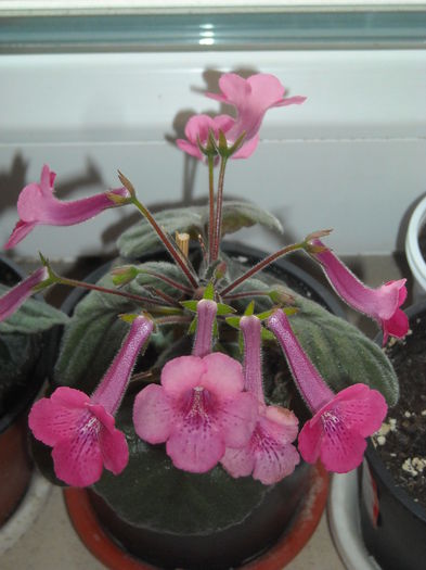  - 0 Zambetul florilor