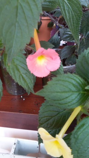 20150719_113021 - achimenes2015