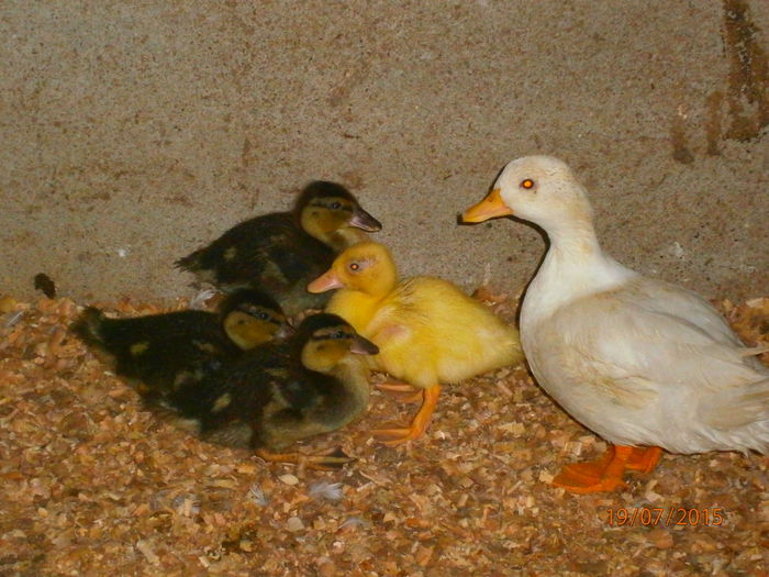 ULTIMA GENERATIE 2015