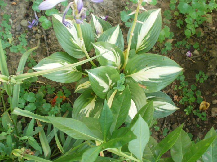 American Sweetheart - Hosta