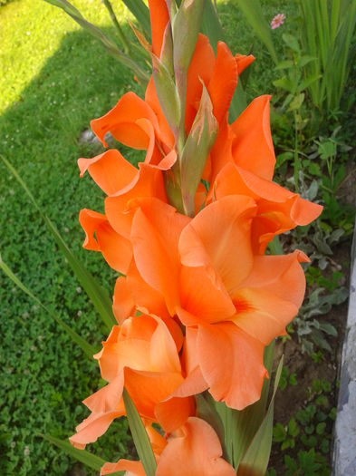 Fotografie0003 - AAAA_GLADIOLE 2015_2017_2018_2019