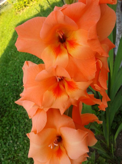 Fotografie0004 - AAAA_GLADIOLE 2015_2017_2018_2019
