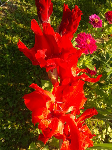 Fotografie0006 - AAAA_GLADIOLE 2015_2017_2018_2019