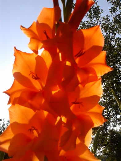 Fotografie0009 - AAAA_GLADIOLE 2015_2017_2018_2019