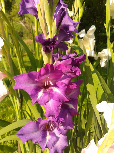 Fotografie0014 - AAAA_GLADIOLE 2015_2017_2018_2019
