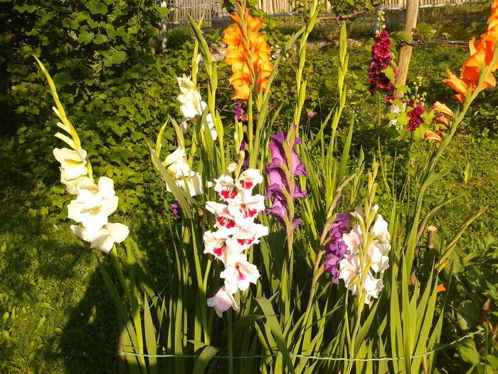Fotografie0015 - AAAA_GLADIOLE 2015_2017_2018_2019