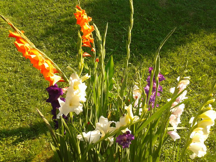Fotografie0017 - AAAA_GLADIOLE 2015_2017_2018_2019