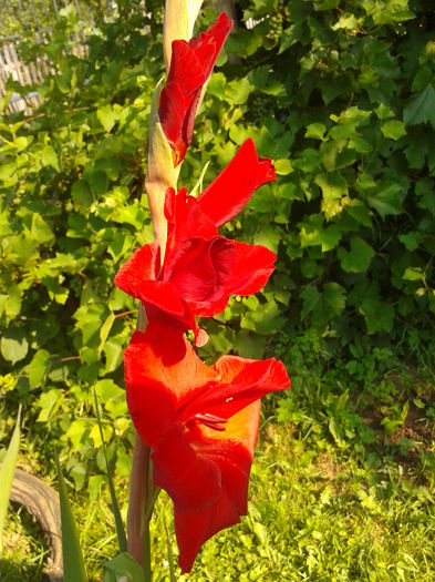 Fotografie0018 - AAAA_GLADIOLE 2015_2017_2018_2019