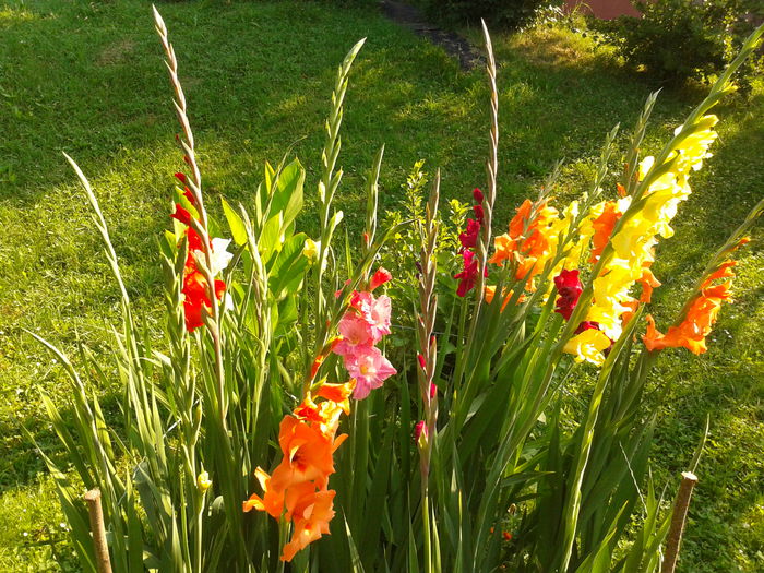 Fotografie0019 - AAAA_GLADIOLE 2015_2017_2018_2019