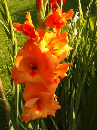 Fotografie0020 - AAAA_GLADIOLE 2015_2017_2018_2019