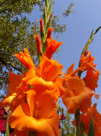 Fotografie0024 - AAAA_GLADIOLE 2015_2017_2018_2019