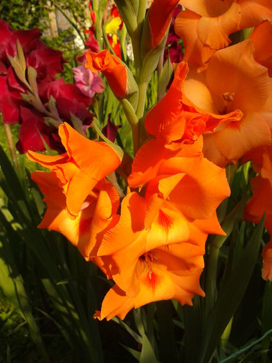 Fotografie0025 - AAAA_GLADIOLE 2015_2017_2018_2019