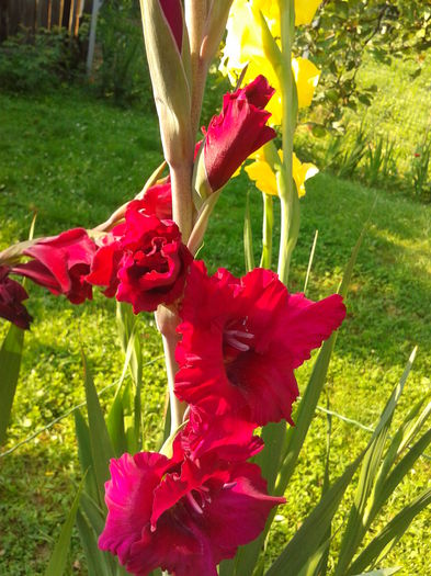 Fotografie0028 - AAAA_GLADIOLE 2015_2017_2018_2019