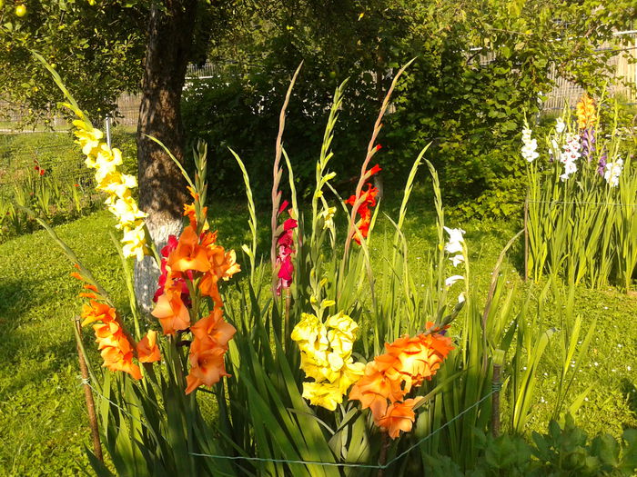 Fotografie0029 - AAAA_GLADIOLE 2015_2017_2018_2019
