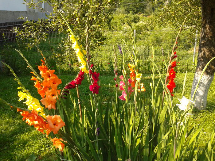 Fotografie0030 - AAAA_GLADIOLE 2015_2017_2018_2019