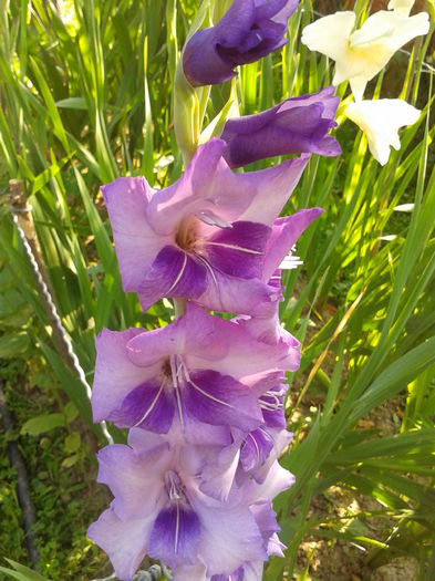 Fotografie0031 - AAAA_GLADIOLE 2015_2017_2018_2019