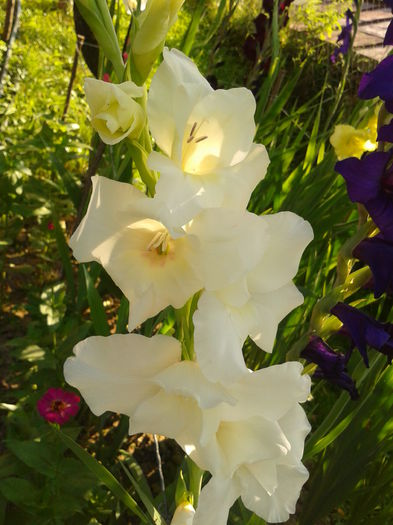 Fotografie0032 - AAAA_GLADIOLE 2015_2017_2018_2019