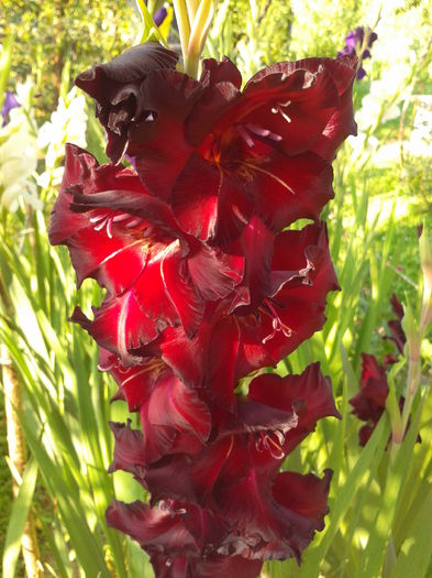 Fotografie0035 - AAAA_GLADIOLE 2015_2017_2018_2019