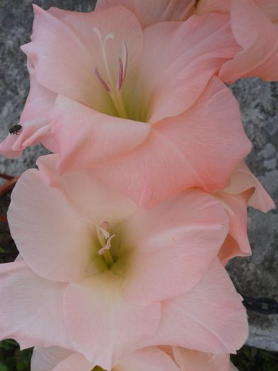 Fotografie0037 - AAAA_GLADIOLE 2015_2017_2018_2019