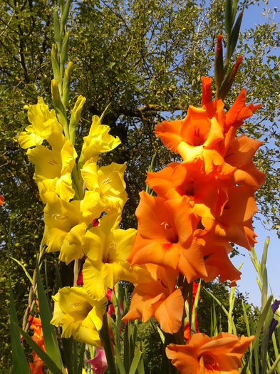 Fotografie0027 - AAAA_GLADIOLE 2015_2017_2018_2019