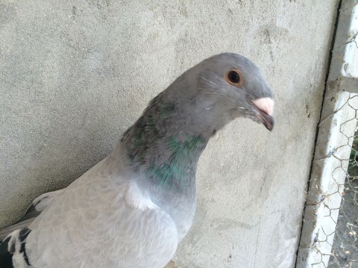 image - Pui 2015