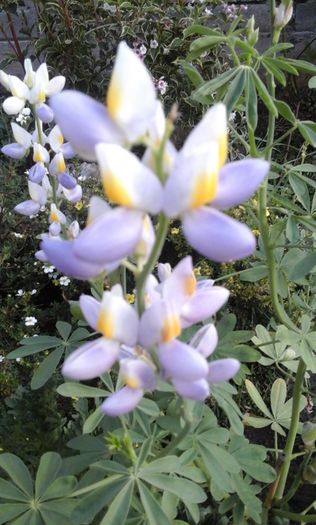 Lupin - Iulie cu de toate