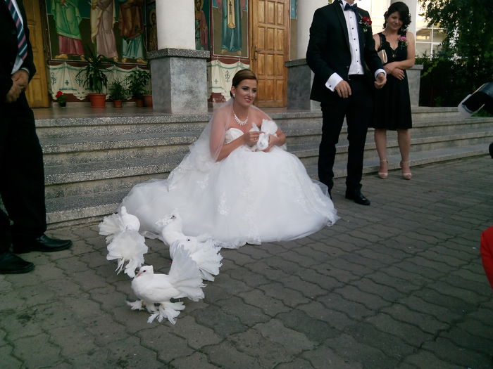 Porumbei albi Targoviste - Porumbei albi pentru nunta Targoviste