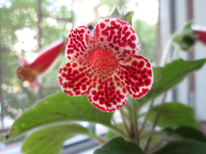 IMG_3328 - Kohleria