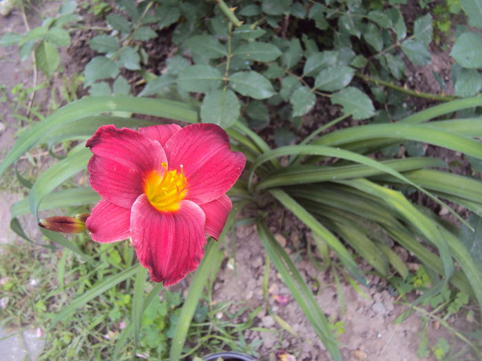 DSC00884