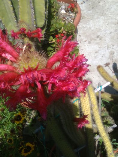 IMG_20150719_133715 - Flori de cactusi