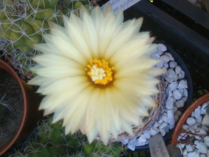 IMG_20150719_133734 - Flori de cactusi