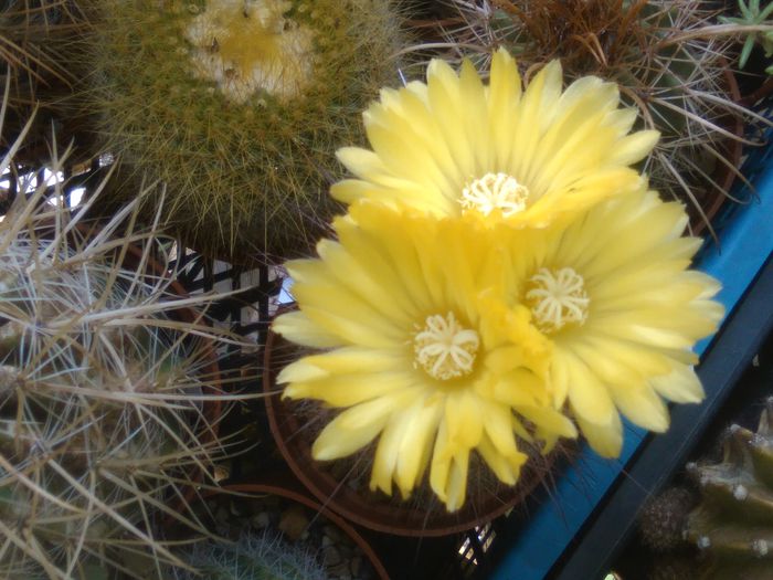 IMG_20150719_133803 - Flori de cactusi