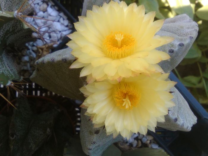 IMG_20150719_133829 - Flori de cactusi