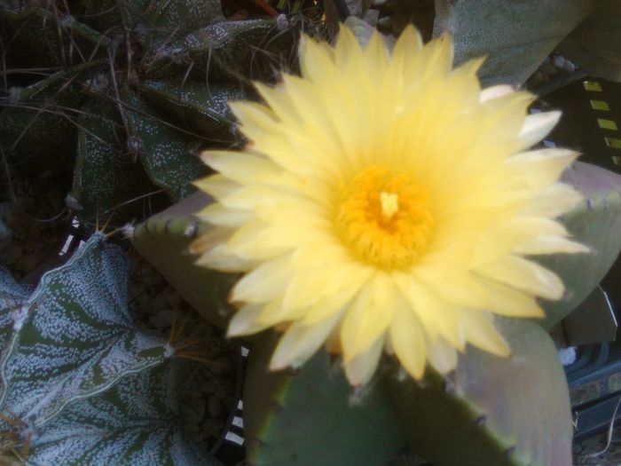 IMG_20150719_133852 - Flori de cactusi