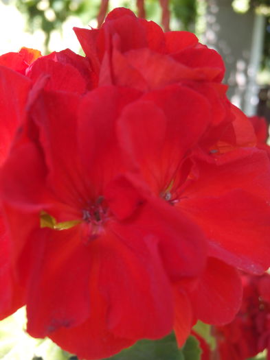 muscata calliopa 2 lei lastaru - CANA Indica si alte flori de vanzare 2015