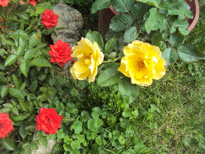 DSC00994