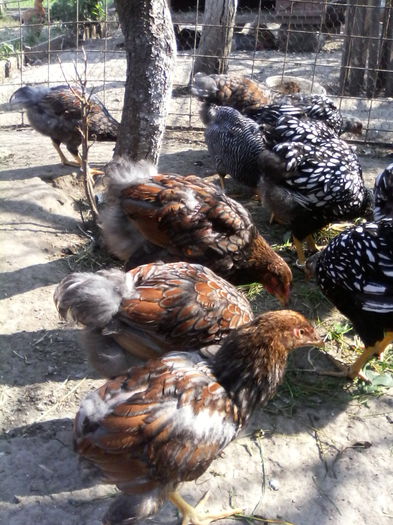 IMG_20150719_100511 - PUI-TINERET 2015