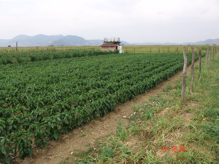 DSC06269 - Gradina 19 Iulie 2015