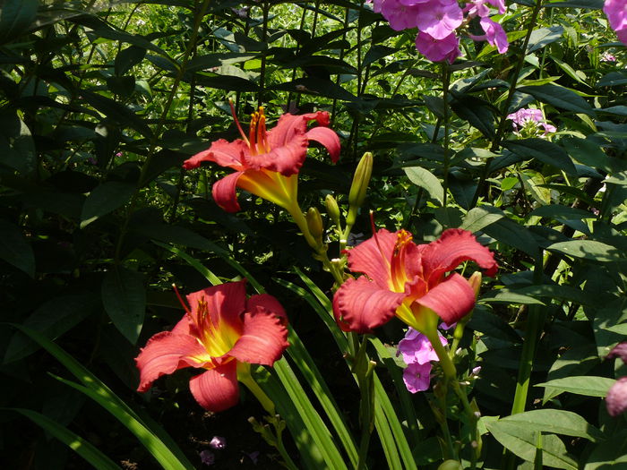 Little Grapete asa arata in realitate ! - Gradina rozelor Iulie 2015