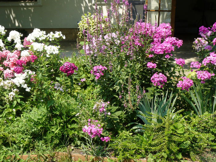 Arsita ? Nu ne pasa !