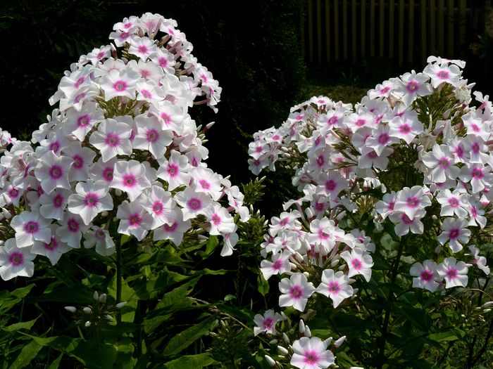 Phlox Swizzle - Gradina rozelor Iulie 2015