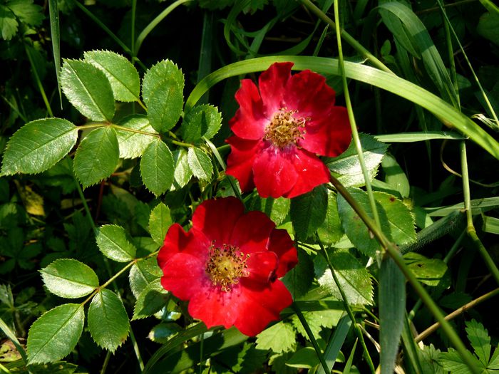 Ce zici Smarandito ?-Bienweide - Gradina rozelor Iulie 2015